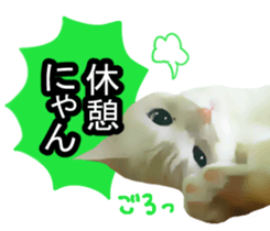 white & gray crazy cats sticker #9571785