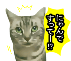 white & gray crazy cats sticker #9571786