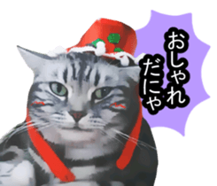 white & gray crazy cats sticker #9571788