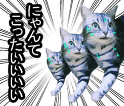 white & gray crazy cats sticker #9571790