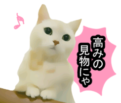 white & gray crazy cats sticker #9571791