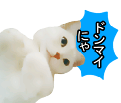 white & gray crazy cats sticker #9571792