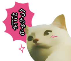 white & gray crazy cats sticker #9571794