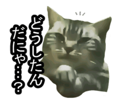 white & gray crazy cats sticker #9571795