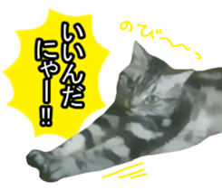 white & gray crazy cats sticker #9571796