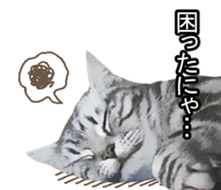 white & gray crazy cats sticker #9571797