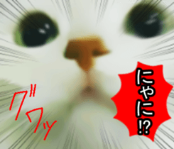 white & gray crazy cats sticker #9571798