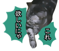 white & gray crazy cats sticker #9571799