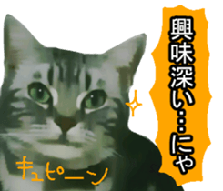 white & gray crazy cats sticker #9571802