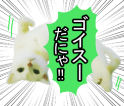 white & gray crazy cats sticker #9571803