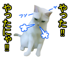 white & gray crazy cats sticker #9571804