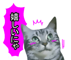 white & gray crazy cats sticker #9571805