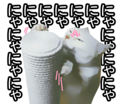 white & gray crazy cats sticker #9571806