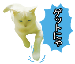 white & gray crazy cats sticker #9571807