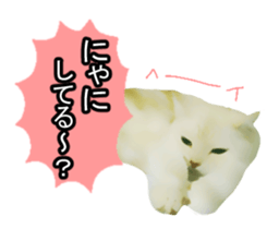 white & gray crazy cats sticker #9571808