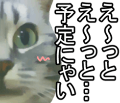 white & gray crazy cats sticker #9571809