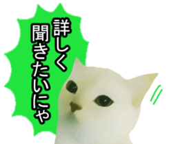 white & gray crazy cats sticker #9571810