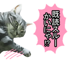 white & gray crazy cats sticker #9571811