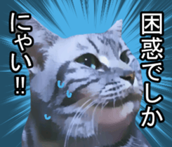 white & gray crazy cats sticker #9571812