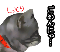 white & gray crazy cats sticker #9571814