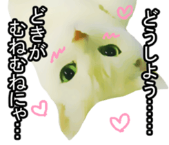 white & gray crazy cats sticker #9571816