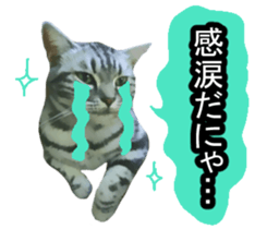 white & gray crazy cats sticker #9571817