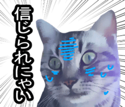 white & gray crazy cats sticker #9571818