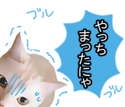 white & gray crazy cats sticker #9571820