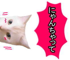 white & gray crazy cats sticker #9571822