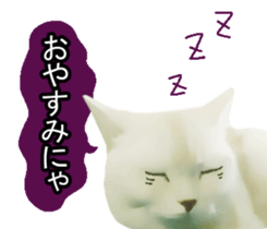 white & gray crazy cats sticker #9571823