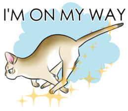 LOVE YOUR SINGAPURA! STICKER 4 CAT LOVER sticker #9572147