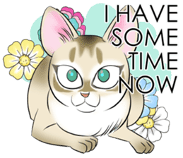 LOVE YOUR SINGAPURA! STICKER 4 CAT LOVER sticker #9572149