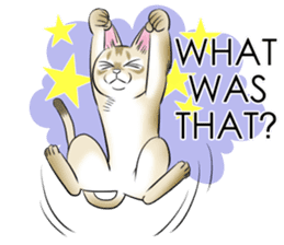 LOVE YOUR SINGAPURA! STICKER 4 CAT LOVER sticker #9572173