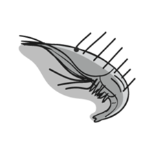 Lake Saroma 2 sticker #9578253