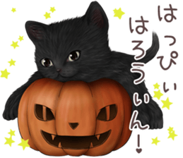 zumo edoben koneko sticker #9579716