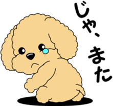 Positive and negative Toy Poodle sticker #9604957