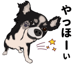 Everyday black Chihuahua sticker #9656913