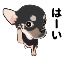 Everyday black Chihuahua sticker #9656914