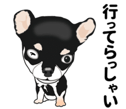Everyday black Chihuahua sticker #9656915