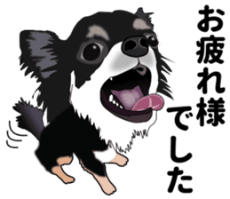 Everyday black Chihuahua sticker #9656916