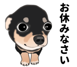 Everyday black Chihuahua sticker #9656917