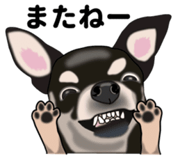 Everyday black Chihuahua sticker #9656918