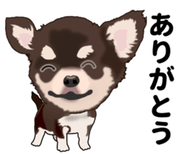 Everyday black Chihuahua sticker #9656919