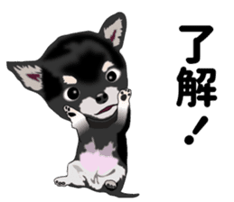 Everyday black Chihuahua sticker #9656920