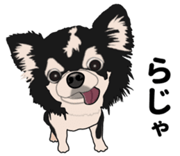 Everyday black Chihuahua sticker #9656922