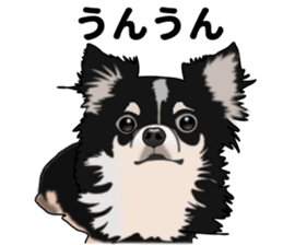 Everyday black Chihuahua sticker #9656923