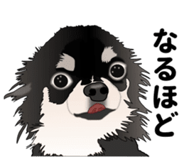 Everyday black Chihuahua sticker #9656924