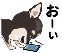 Everyday black Chihuahua sticker #9656927