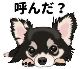 Everyday black Chihuahua sticker #9656929