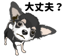 Everyday black Chihuahua sticker #9656930